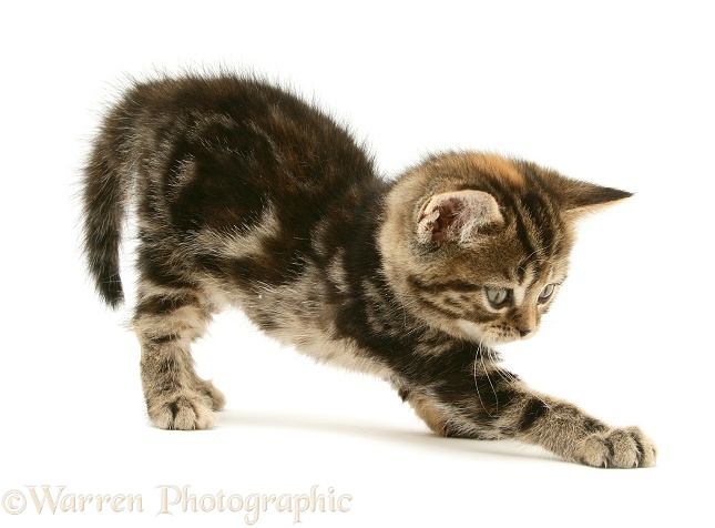 Tabby-tortoiseshell British Shorthair kitten stretching, white background