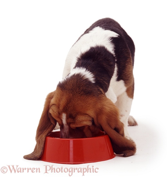 Basset Hound bitch pup Emily, 18 weeks old, eating from a red bowl, white background
