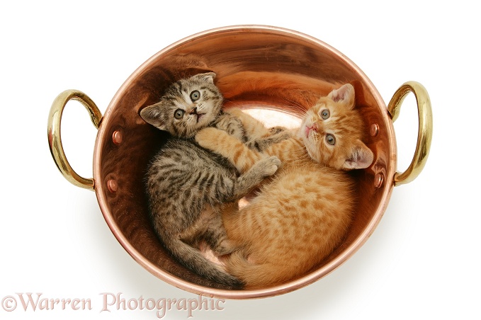 Two kittens playing in a copper pan, white background