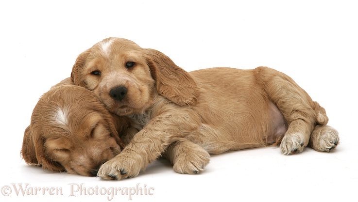 Two sleepy Golden Cocker Spaniel pups, white background