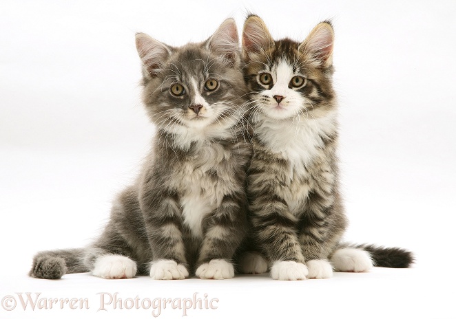 Tabby-and-white Maine Coon kittens, 8 weeks old, sitting together, white background
