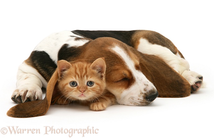 British Shorthair red tabby kitten with sleeping Basset Hound pup, white background