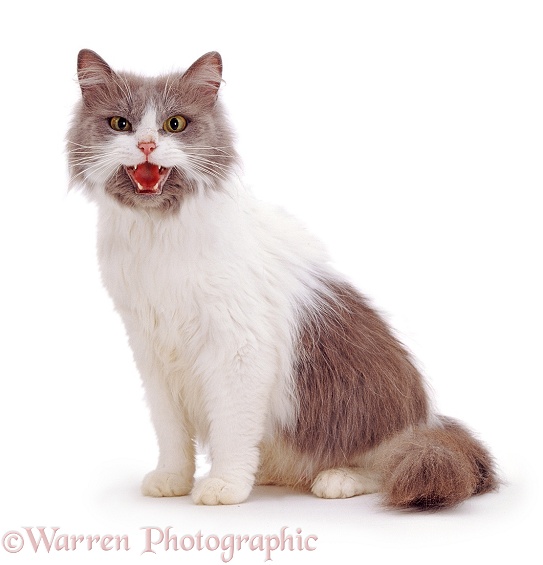 Blue bicolour Persian-cross cat, Nancy, meowing, white background