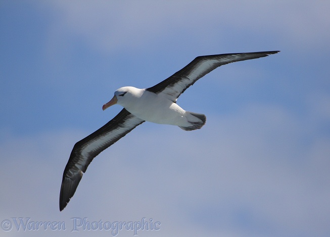 Black-browed Albatross (Thalassarche melanophris).  Southern Oceans