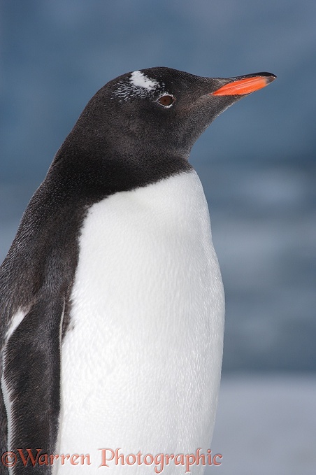 Gentoo Penguin (Pygoscelis papua).  Antarctica