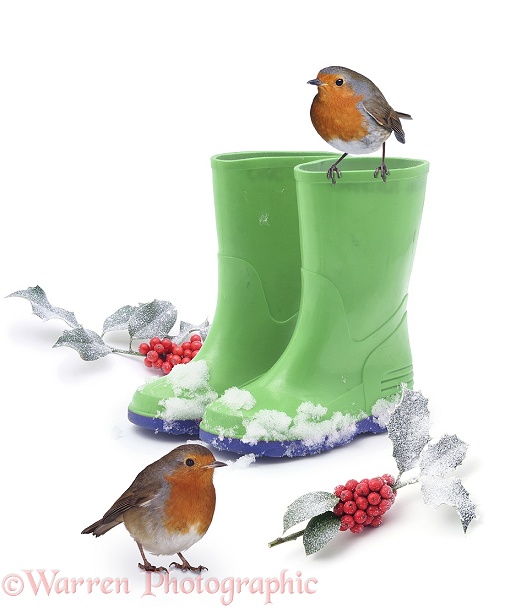 Robins and green wellies, white background