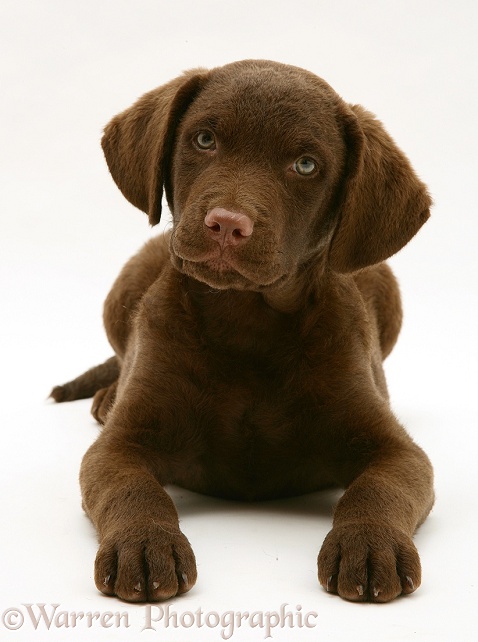 Chesapeake Bay Retriever dog pup, Teague, lying with his head up, white background