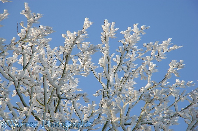 Rime growing on the leaward side of Oak twigs.  Surrey, England