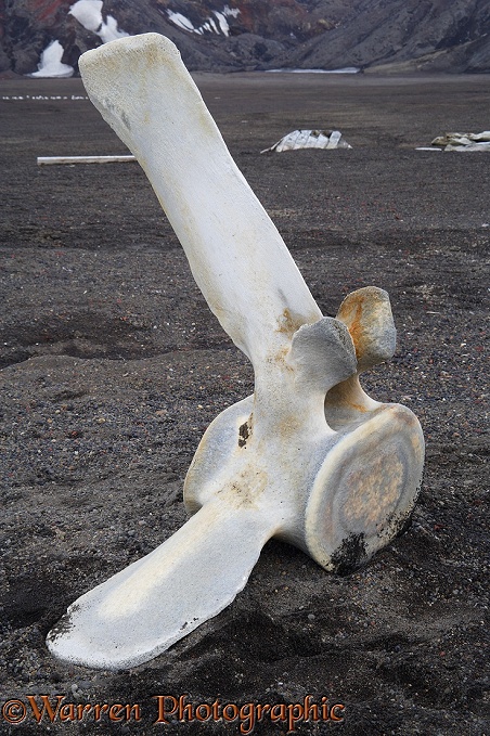 Whale vertebra.  Deception Island, Antarctica