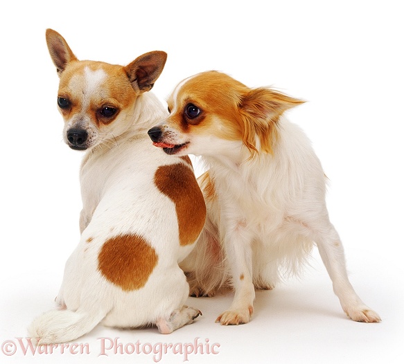 Long-haired and smooth-haired Chihuahuas, white background