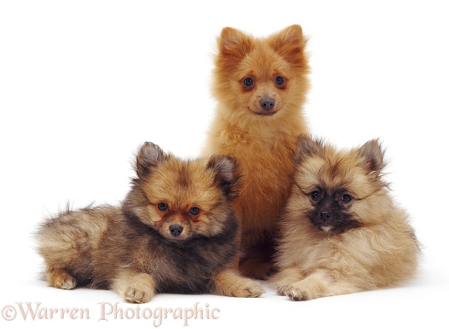 Trio of Pomeranian puppies, white background