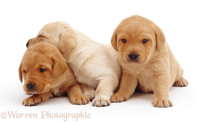 Trio of Labrador pups, white background