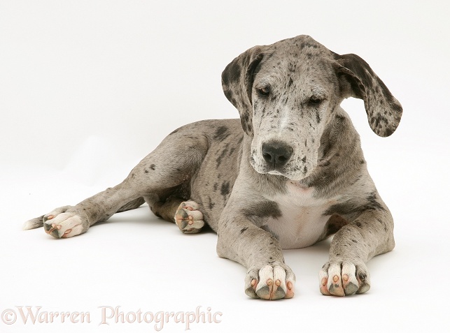 Blue Harlequin Great Dane pup Maisie lying with head up, white background