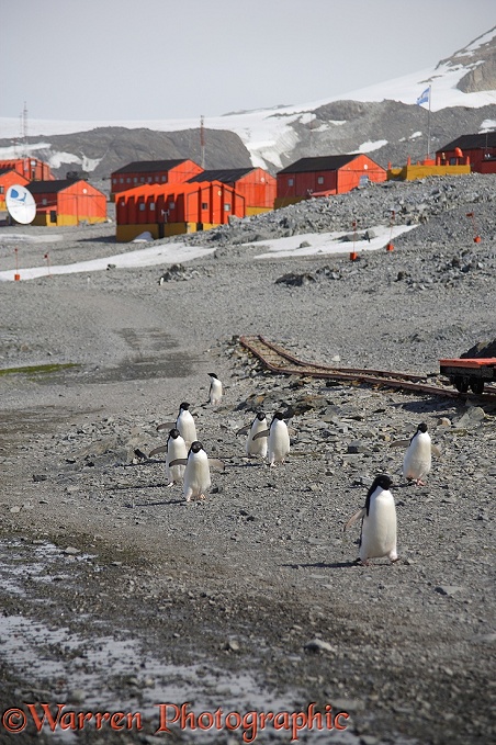 Adelie Penguin (Pygoscelis adeliae) walking through the street.  Antarctica