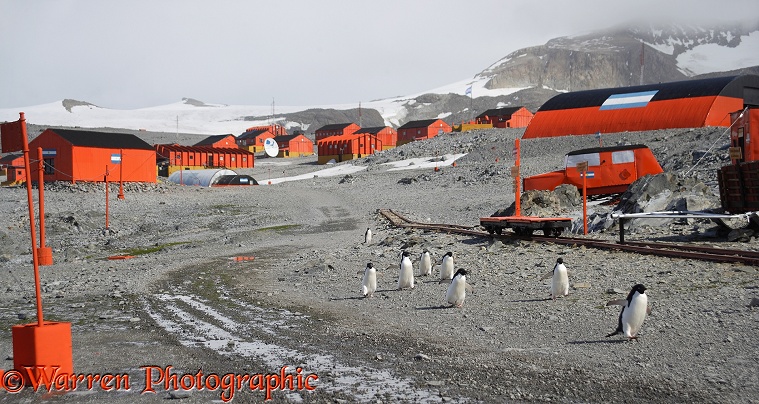 Adelie Penguin (Pygoscelis adeliae) walking through the street.  Antarctica