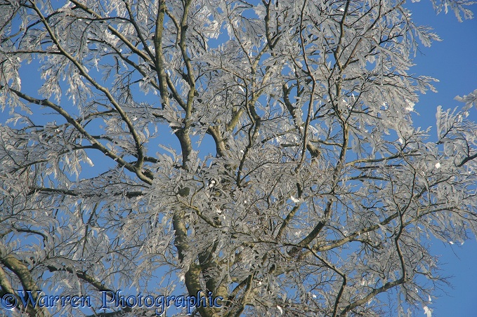 Rime on a beech tree.  Surrey, England