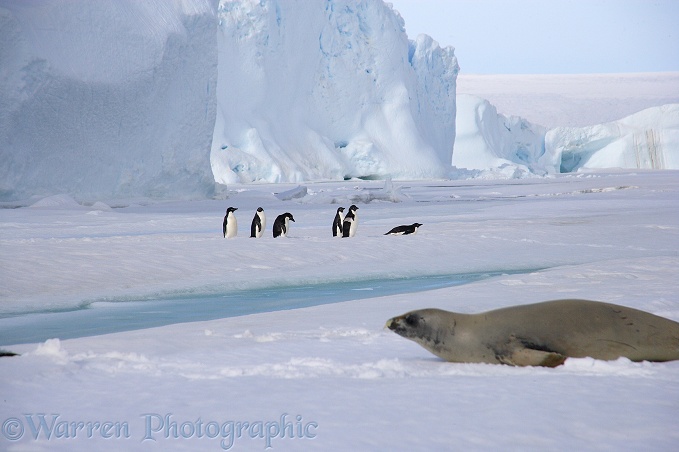 Crab-eater Seal (Lobodon carcinophagus) and Adelie Penguins (Pygoscelis adeliae)