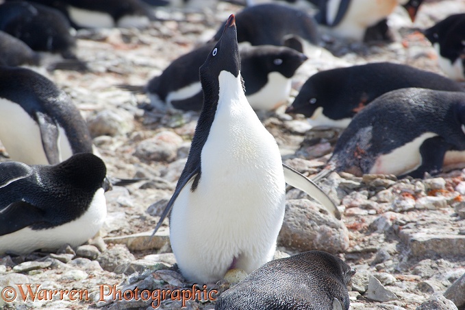 Adelie Penguin (Pygoscelis adeliae) displaying on its nest.  Antarctica