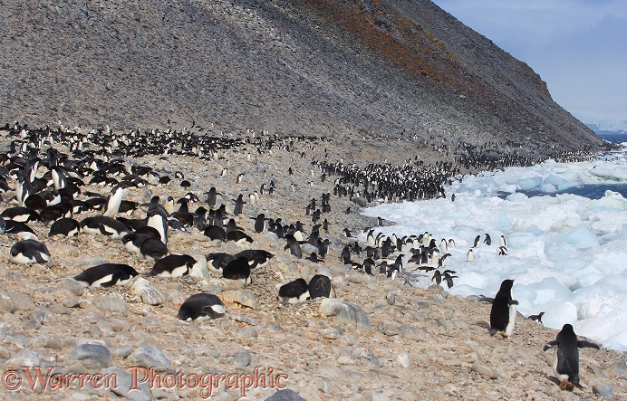 Adelie Penguin (Pygoscelis adeliae) colony.  Paulet Island, Antarctica