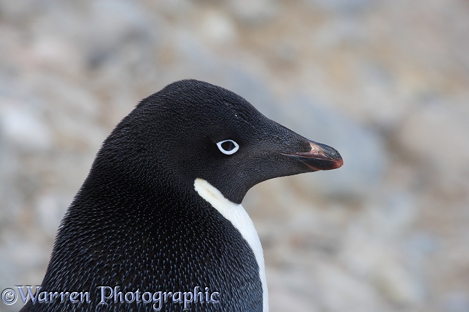 Adelie Penguin (Pygoscelis adeliae).  Antarctica