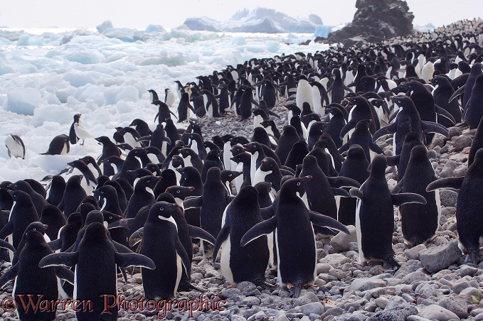 Adelie Penguins (Pygoscelis adeliae) amassing on the beach for a fishing trip.  Paulet Island, Antarctica