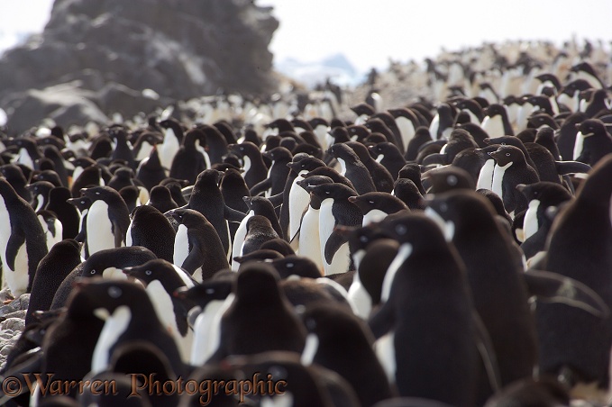Adelie Penguins (Pygoscelis adeliae) amassing on the beach for a fishing trip.  Paulet Island, Antarctica