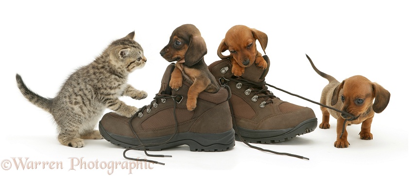 Brown spotted British Shorthair kitten and miniature smooth-haired Dachshund pups playing in walking boots, white background