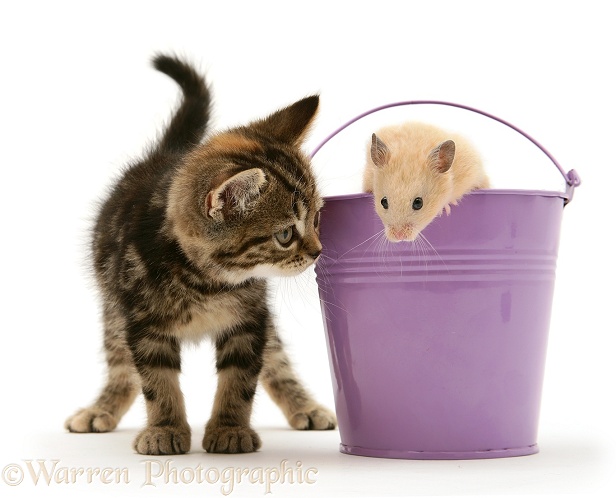Tabby kitten with hamster in a metal bucket, white background