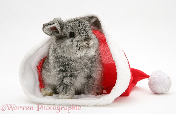 Silver baby rabbit in a Father Christmas hat, white background