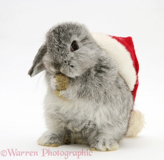 Silver baby rabbit wearing a Santa hat, white background