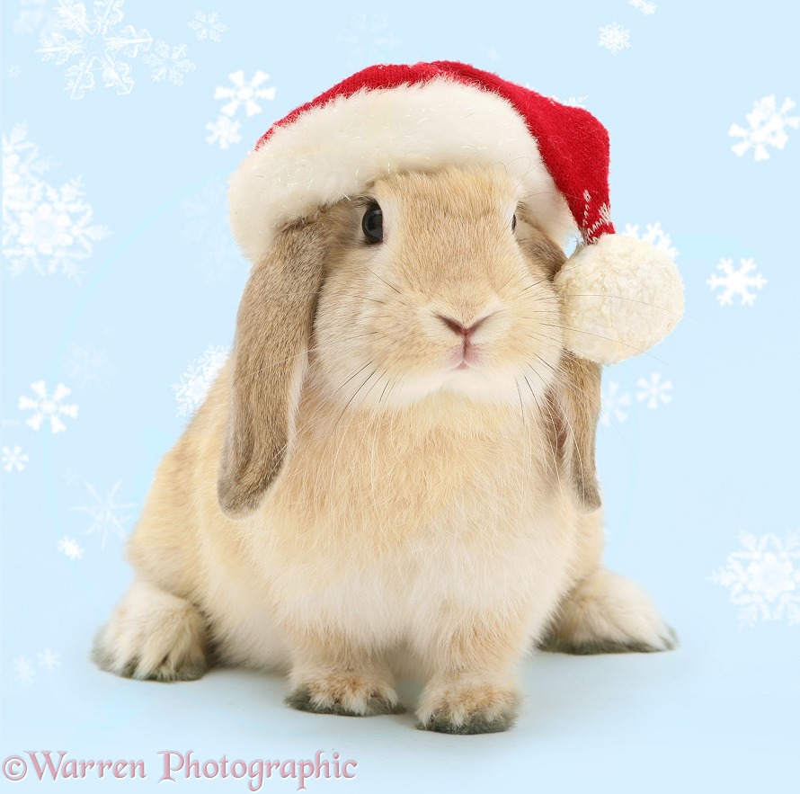 Sandy Lop rabbit wearing a Father Christmas hat, white background