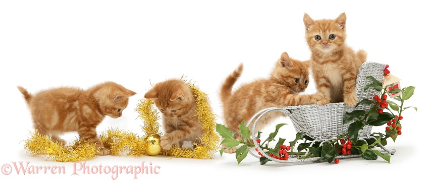 Red tabby British Shorthair kittens with festive toy sledge, tinsel and berried holly sprigs, white background