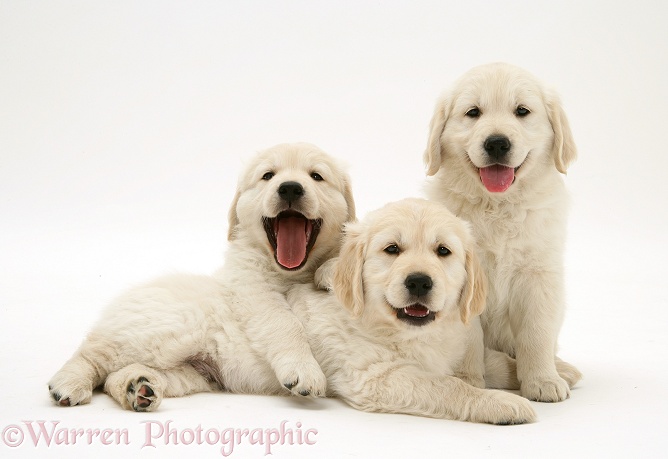 Three Golden Retriever pups, white background