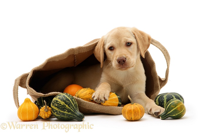 Yellow Retriever in a bag of gourds, white background
