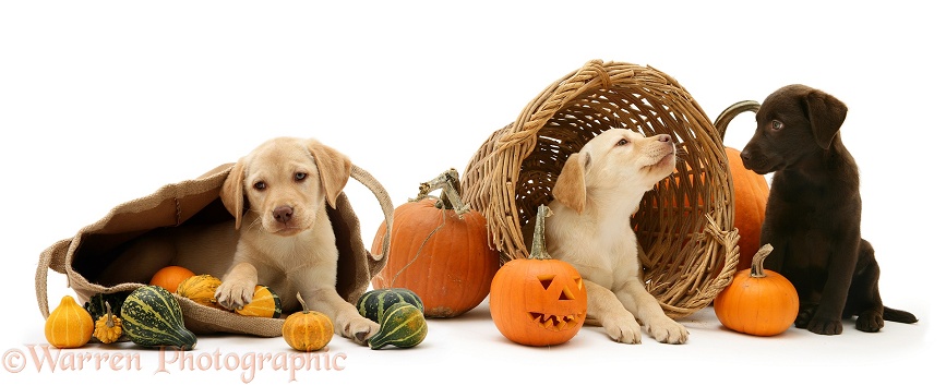Yellow and Chocolate Retriever pups with bag, wicker basket, pumpkins and gourds at Halloween, white background
