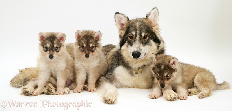 Utonagan bitch with three puppies, white background