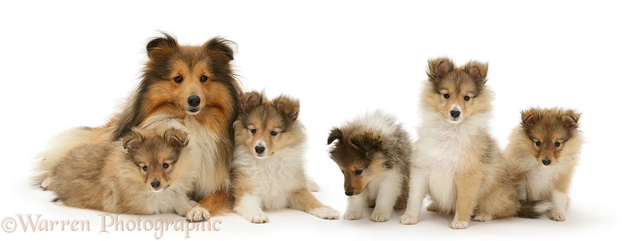 Sable Shetland Sheepdog (Sheltie) and pups, white background