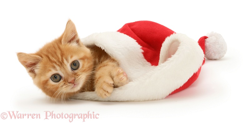 Red tabby kitten in a Father Christmas hat, white background
