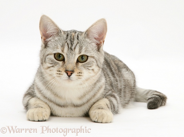 Silver tortoiseshell young cat, Joan, lying with head up, white background