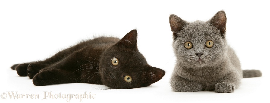 British Shorthair blue kitten Taz and British Shorthair black kitten Panther, 7 weeks old, white background