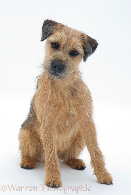 Border Terrier dog listening with ears cocked, white background
