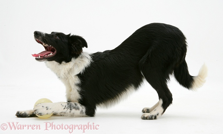 Black-and-white Border Collie bitch, Codie, play-bowing and asking to have her ball thrown again, white background