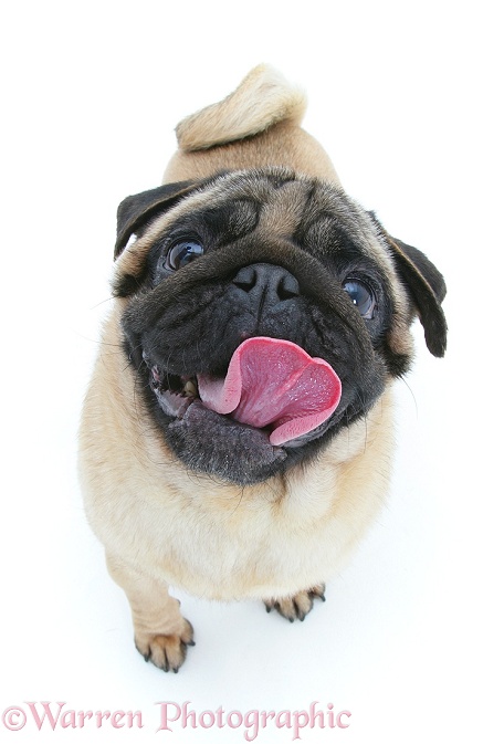Fawn Pug looking up and licking his chops, white background
