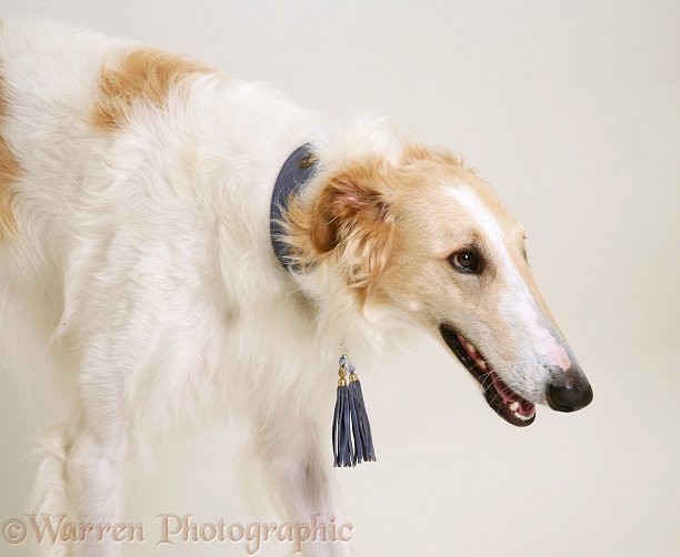 Portrait of Borzoi dog, white background