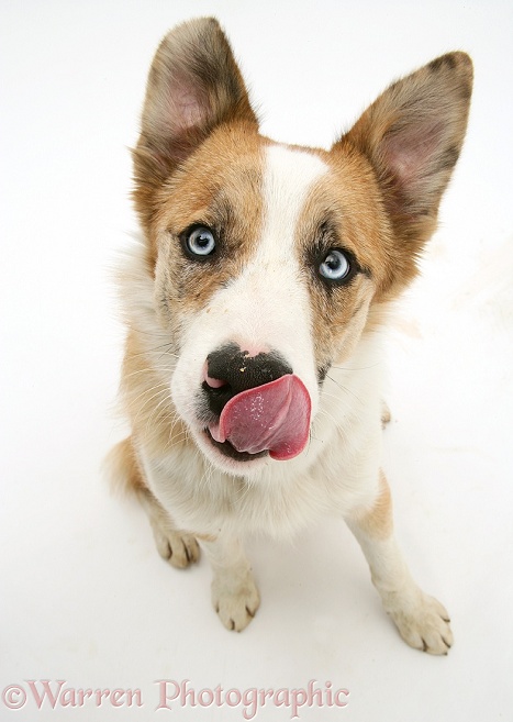 Blue-eyed red merle Border Collie, Zeb, licking his nose, white background
