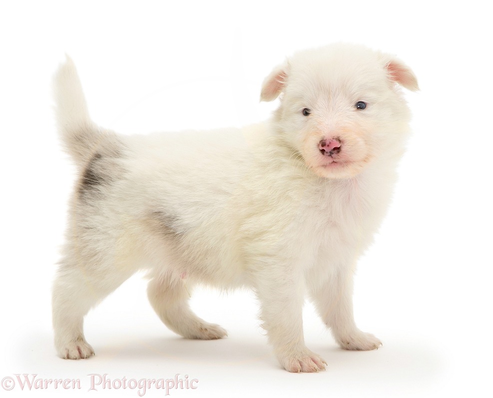 Deaf blue-eyed white Shetland Sheepdog pup, white background