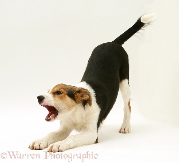 Tricolour Border Collie pup, Minstrel, play-bowing and barking, white background