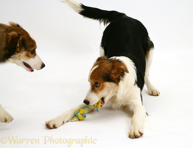 Tricolour Border Collie pup, Minstrel, play-bowing with a toy, white background