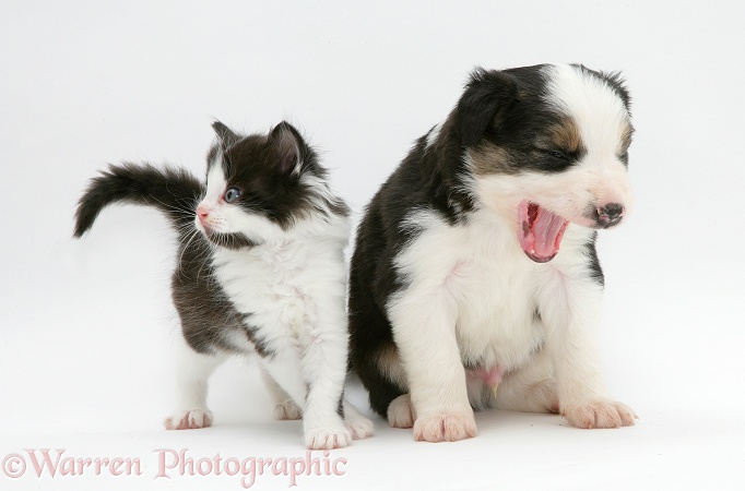 Black-and-white kitten and yawning tricolour Border Collie pup, white background