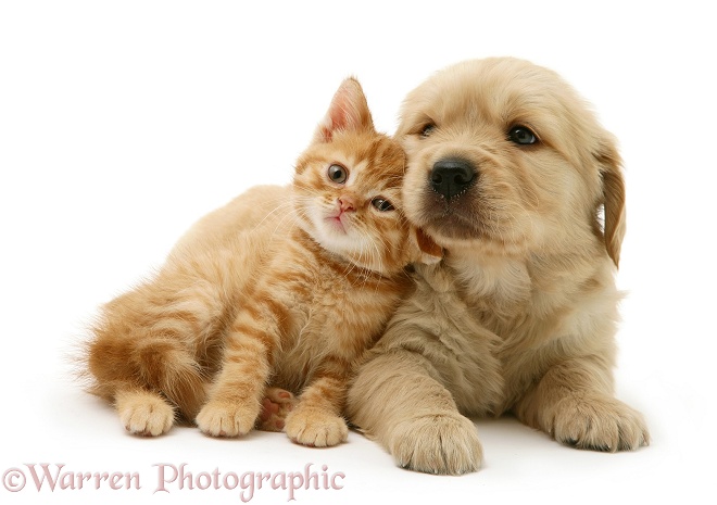 Golden Retriever pup being rubbed by red spotted British Shorthair kitten, white background